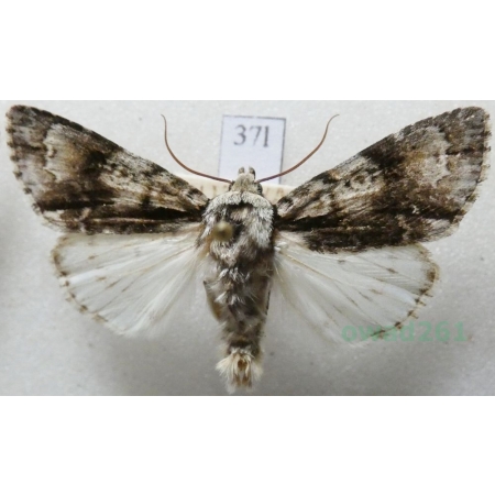 Acronicta alni (Linnaeus, 1767) Wieczernica olszówka Czech37l